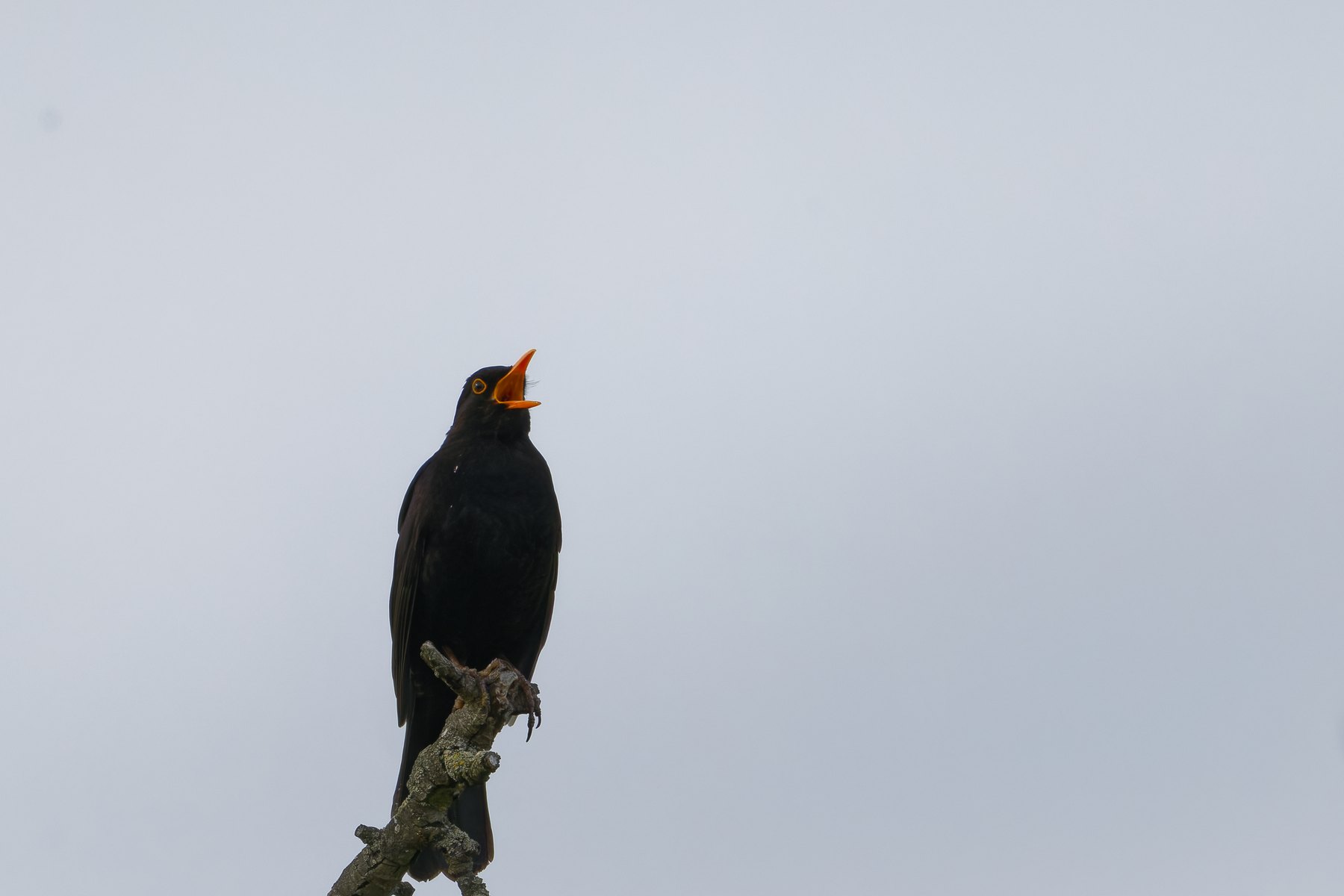 Amsel · Turdus merula