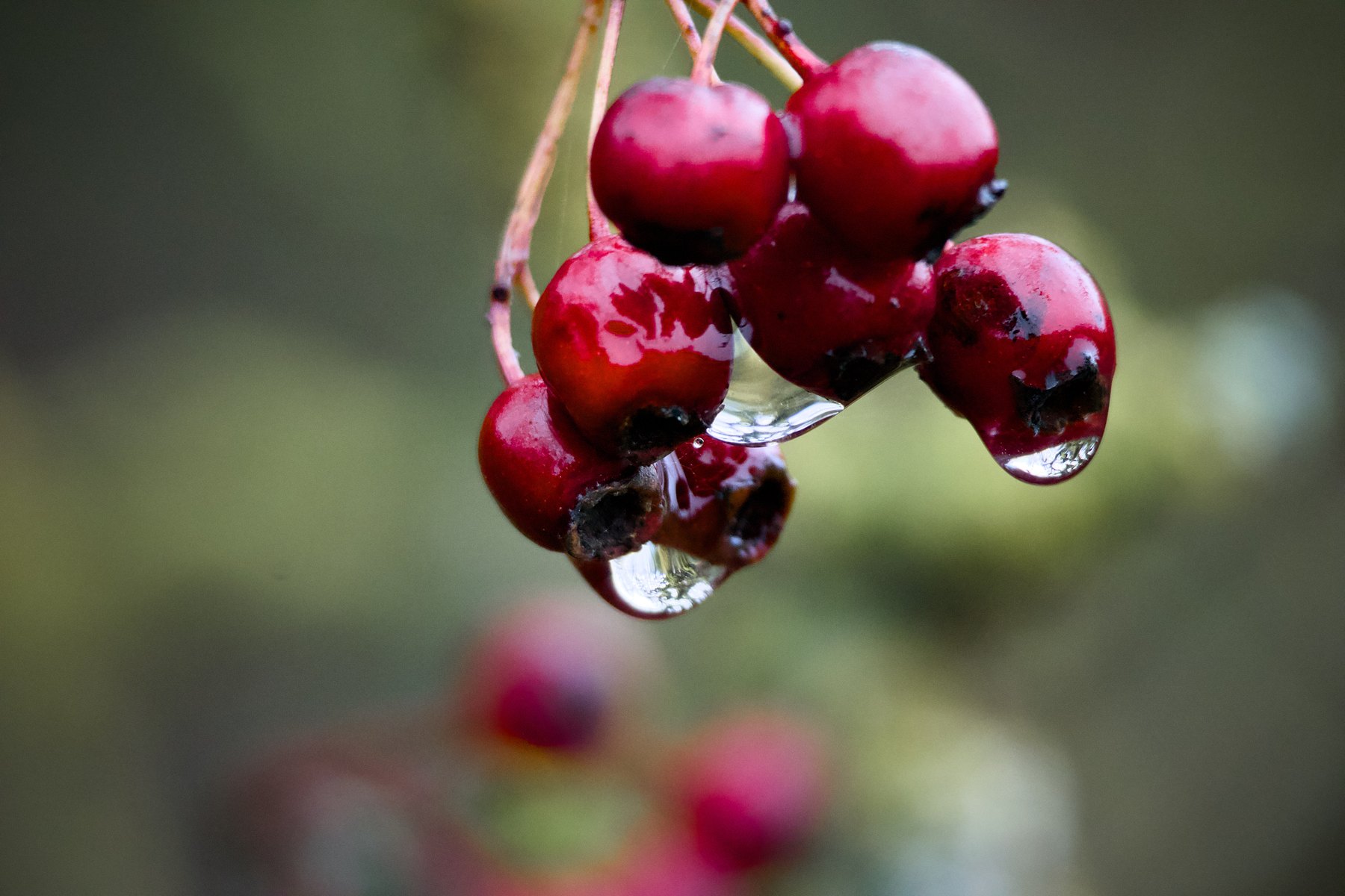 Beeren am Wegesrand