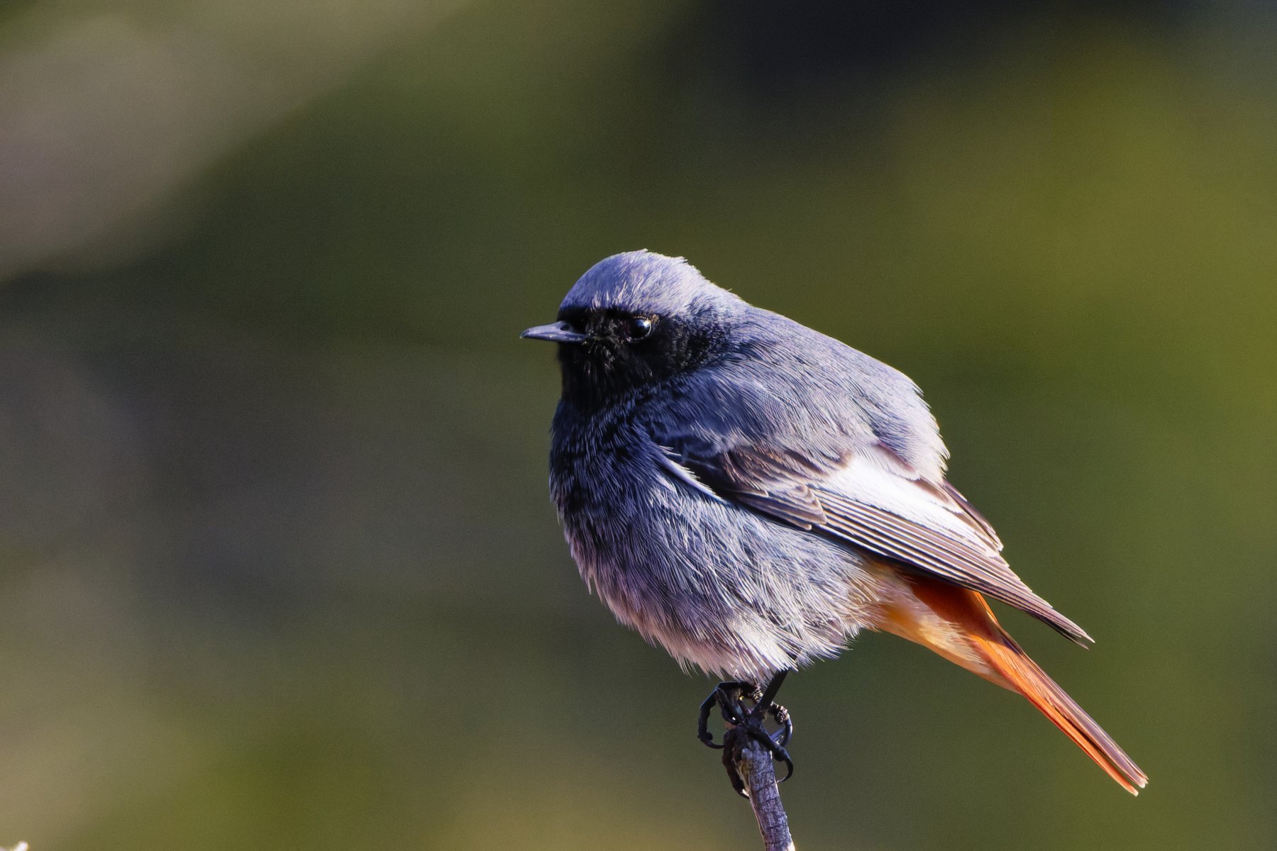 Hausrotschwanz · Phoenicurus ochruros