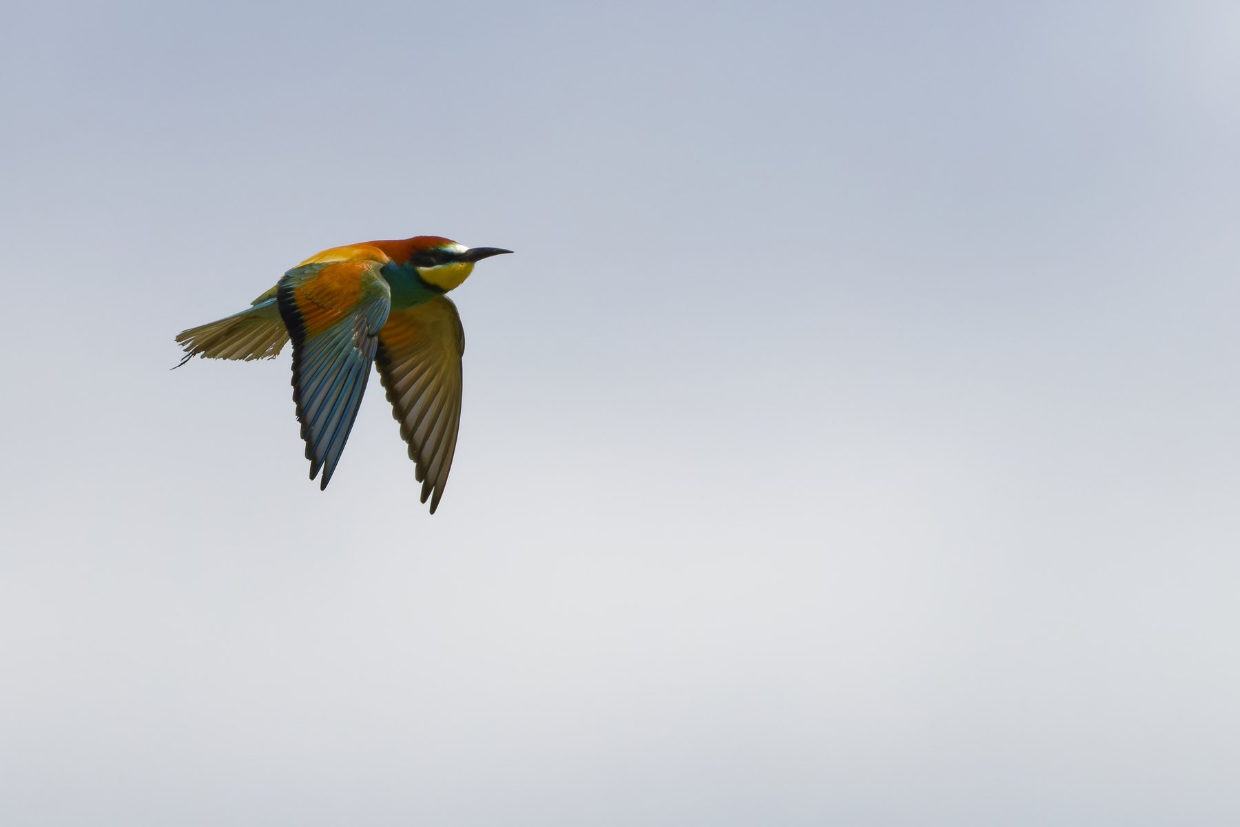Bienenfresser · Merops apiaster