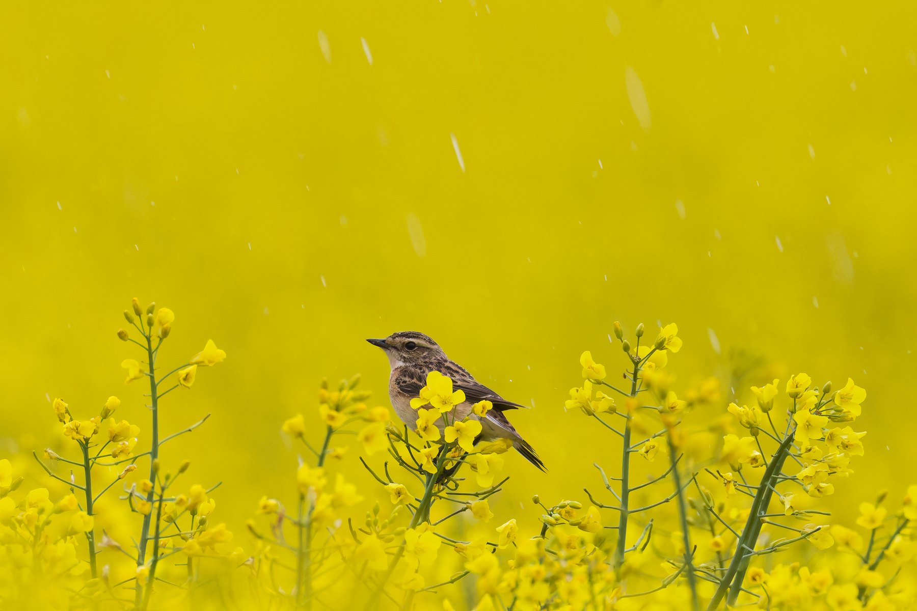 Braunkehlchen · Saxicola rubetra