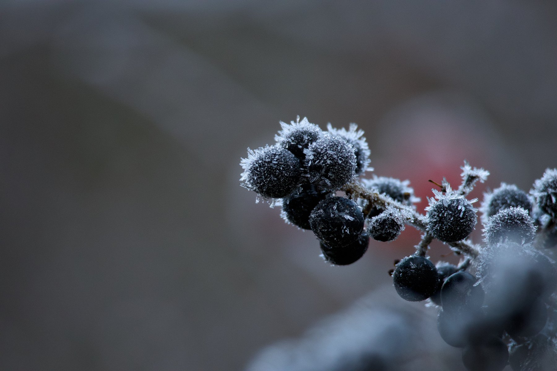 Frost und Wintermorgen