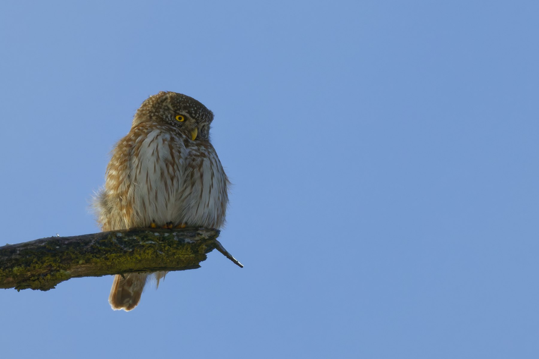 Sperlingskauz · Glaucidium passerinum