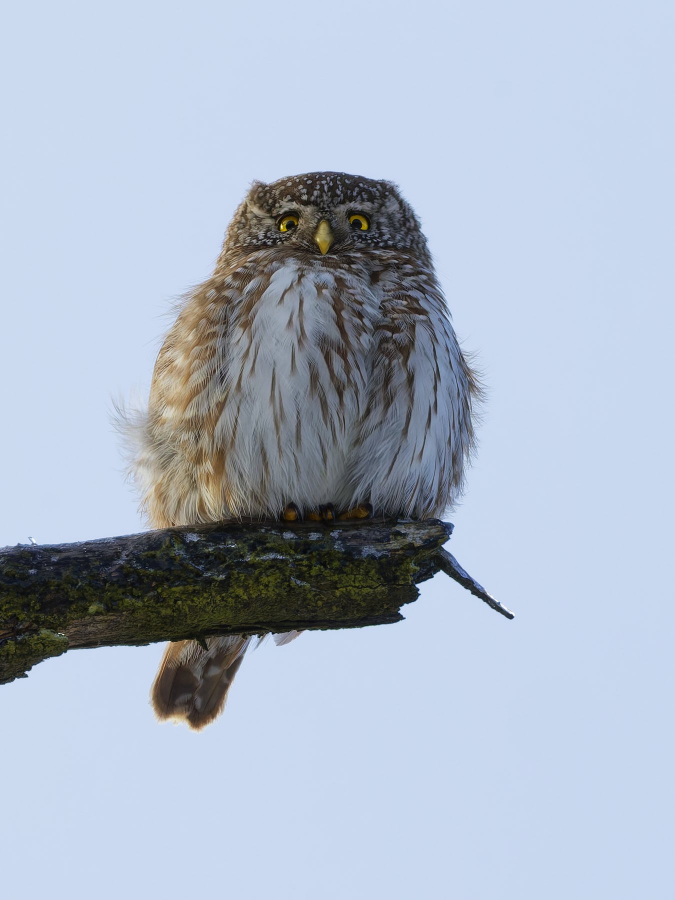 Sperlingskauz · Glaucidium passerinum
