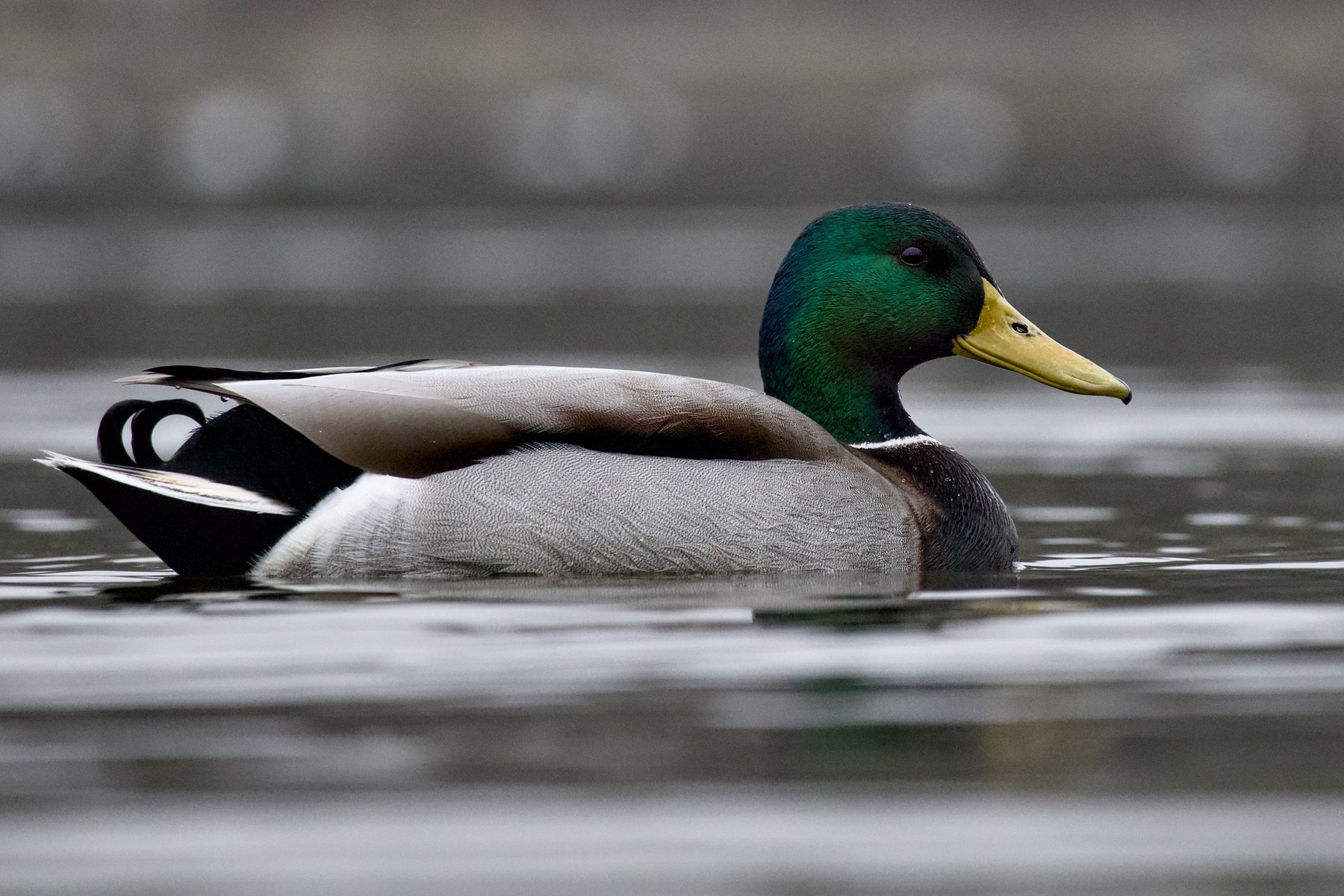 Stockente · Anas platyrhynchos